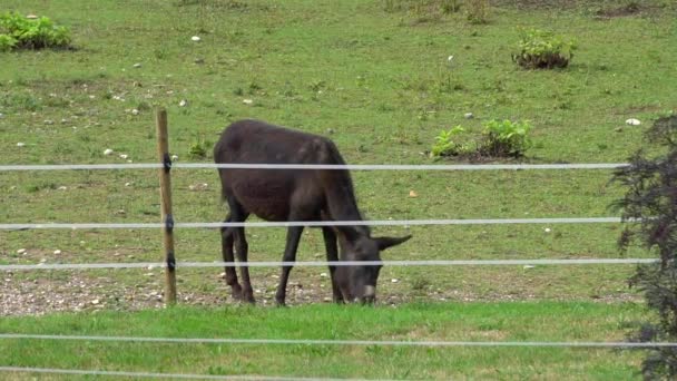 Donkey Grassing Green Ground Electric Fence — Stock Video