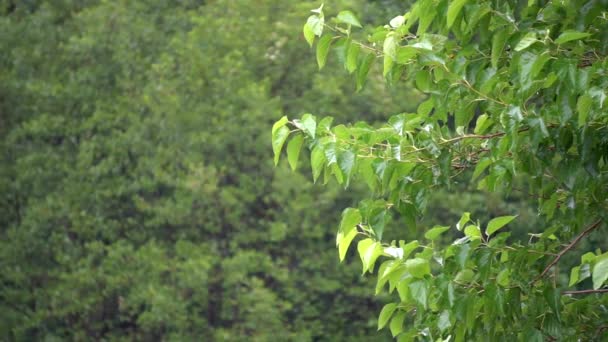 Зеленые Листья Дерева Дождливый День — стоковое видео