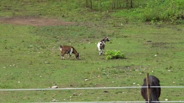 Duas Cabras Pastorear Terra Verde — Vídeo de Stock