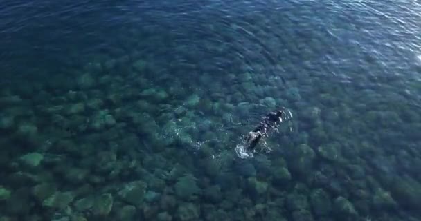 Vista Aerea Dello Snorkeler Nel Mare Cristallino Con Fondale Roccioso — Video Stock