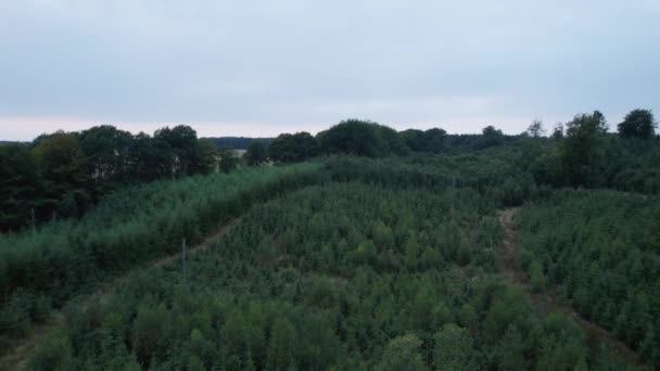 Drone Dolly Sobre Pequena Madeira Pinho Cores Verdes Escuras — Vídeo de Stock
