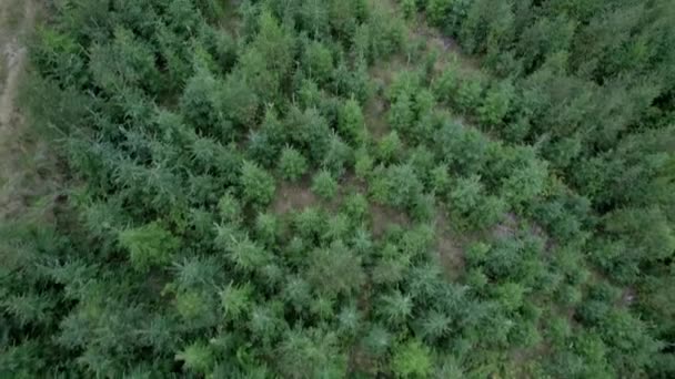 Hiebschuss Mit Blick Auf Schönen Kiefernwald Abend — Stockvideo