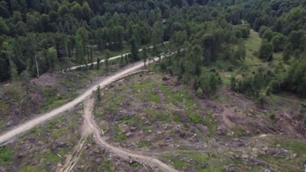 Aerial Pine Forest Deforestation Hill Valley Romania Central Europe Drone — Stock Video