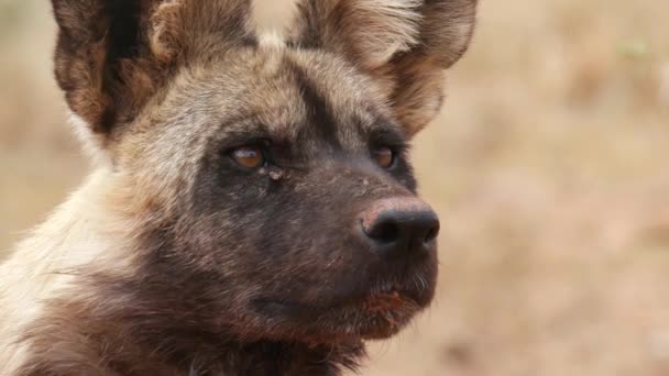 Afrika Vahşi Köpeği Nin Yakınında Dua Dinliyoruz Kzn Güney Afrika — Stok video
