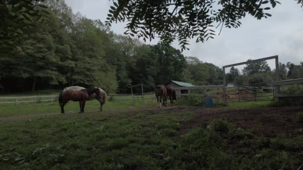 Amplo Tiro Cavalos Reunidos Fazenda — Vídeo de Stock