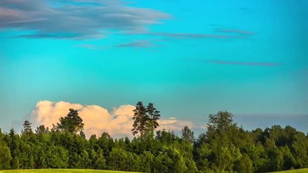 全景展示了在蓝天飘扬的森林树的叶子和飘扬的灰白色的云彩 时间的流逝拍摄在5K的探头镜头 — 图库视频影像