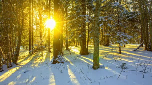 Lumière Soleil Matin Travers Les Arbres Forestiers Avec Givre Timelapse — Video