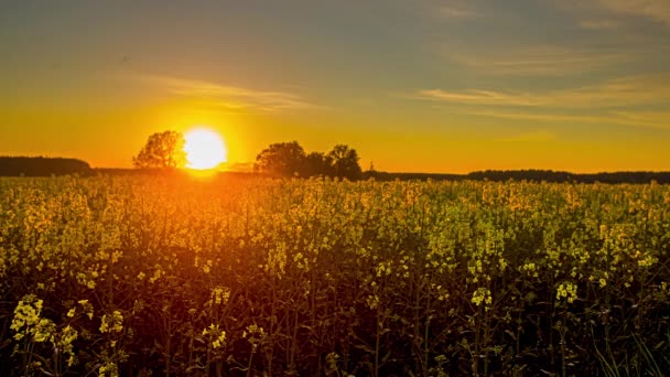 黄色の菜種油の花で満たされた田舎の土地の上の夕日 ラトビア — ストック動画