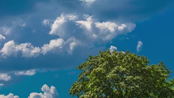Bujne Zielone Drzewo Kołyszące Się Wietrze Cumulus Chmury Tworzące Się — Wideo stockowe