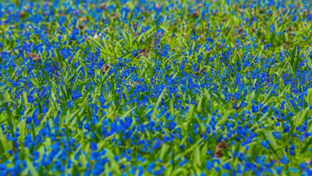 Meadow Tele Kék Scilla Virágok Lengő Szellő Timelapse — Stock videók