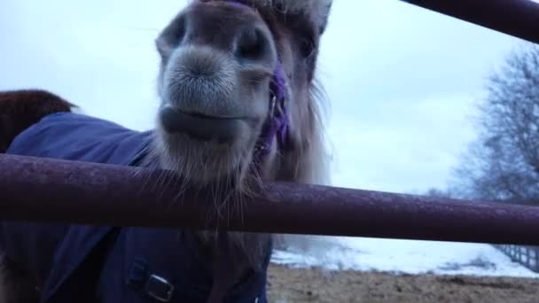 Close Schot Van Een Pony Porren Zijn Gezicht Door Poort — Stockvideo