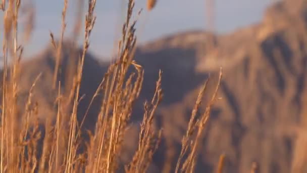 Nahaufnahme Von Wehenden Gräsern Goldenen Sonnenlicht Und Verschwommenen Sextner Dolomiten — Stockvideo