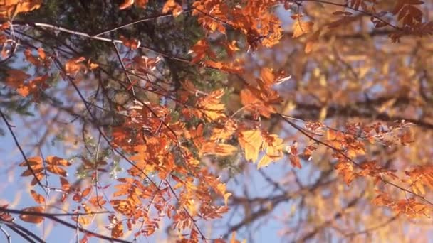 Nahaufnahme Von Schönen Roten Und Braunen Blättern Eines Baumes Herbst — Stockvideo