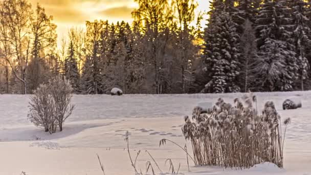 森の後ろに曇ったオレンジ色の夕日の間に草や植物を吹いて雪の冬の風景の時間経過ショット — ストック動画