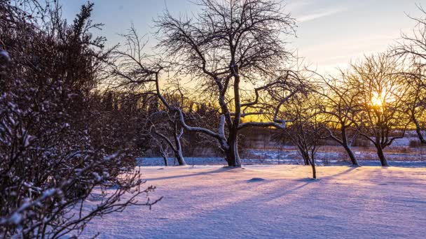 Timelapse Χειμερινή Σκηνή Ήλιος Που Δύει Πίσω Από Φυλλώδη Δέντρα — Αρχείο Βίντεο