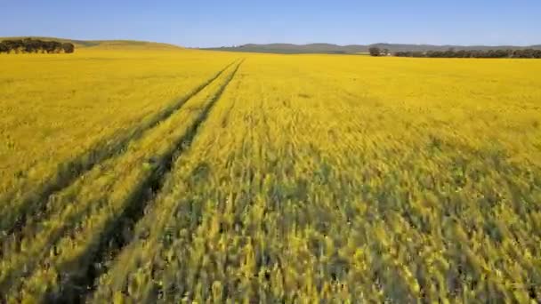 Drone Voando Baixo Sobre Infinita Vibrante Campo Canola Amarelo Movimento — Vídeo de Stock