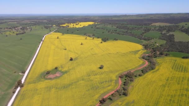 Latar Belakang Udara Menunjukkan Padang Rumput Yang Dibudidayakan Kuning Ladang — Stok Video