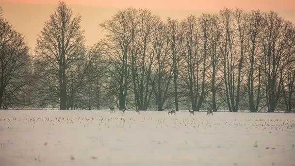 Grupp Vilda Rådjur Korsar Ett Snöfält Skymningen Vinter Boreal Skog — Stockvideo