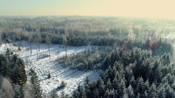 Karla Kaplı Ormanlık Araziye Düşen Hafif Karın Sinematik Hava Görüntüsü — Stok video