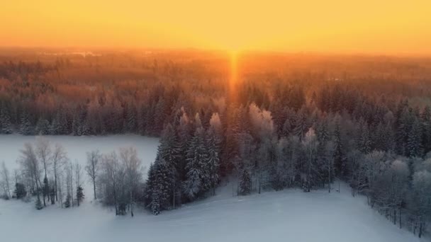 Letecký Pohled Borový Les Zimě Žlutým Oranžovým Slunečním Svitem Letící — Stock video