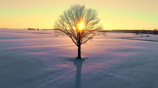 Árvore Solitária Sem Folhas Neve Coberto Prado Inverno Retroiluminado Por — Vídeo de Stock