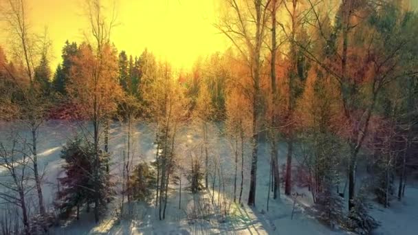 森の木々 木造コテージ バレルサウナと自然の中で日の出の間に黄色の空の空中逆飛行 — ストック動画