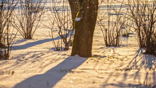 Dry Bole Bushes Snow Frozen Ground Lit Sun Eventide Low — Stock Video