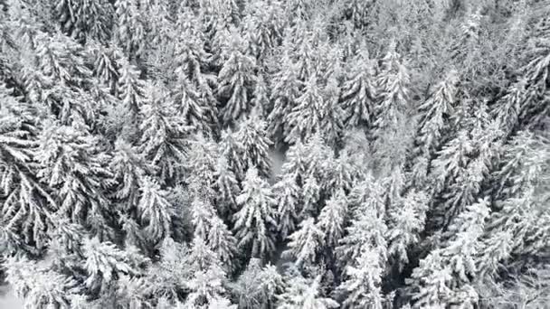 Aerial Tilt Shot Snowy Frozen Świerk Lasu Podczas Opadów Śniegu — Wideo stockowe