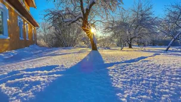 Torkat Träd Täckt Snö Med Vacker Gul Solbränna Och Blå — Stockvideo