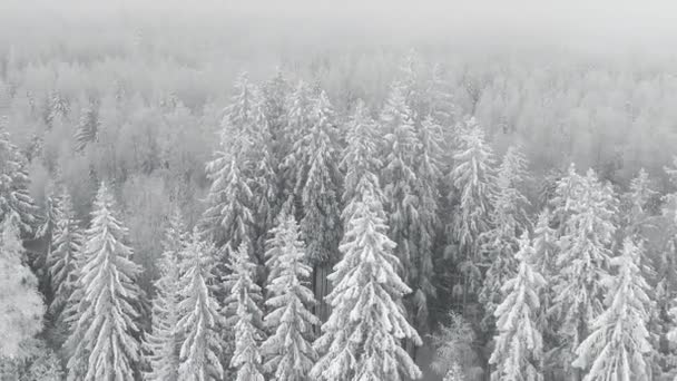 Bosque Invierno Clima Frío Con Escarcha Dolly Hacia Fuera Tiro — Vídeos de Stock