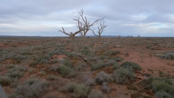 Lotnictwo Latające Między Nagimi Kłodami Drzew Opuszczonym Miejscu Outback — Wideo stockowe