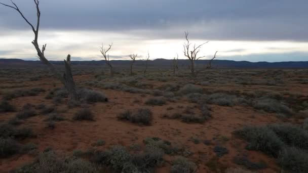 Latanie Przez Nagie Martwe Drzewa Krajobrazy Australijskim Pustkowiu Zdalna Lokalizacja — Wideo stockowe