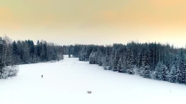 Volare Sopra Bellissima Foresta Invernale Dopo Una Notte Fredda Nebbia — Video Stock