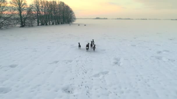 Schwarm Von Hirschen Die Einem Schneebedeckten Feld Laufen Zeitlupe Luftaufnahme — Stockvideo