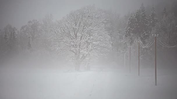 冬の雪嵐の間に木を通って導く高出力パイロンの凍結した行の静的なタイムラプス — ストック動画
