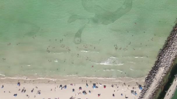 鱼群和海滩游客可以从垂直的空中享受浅滩 — 图库视频影像