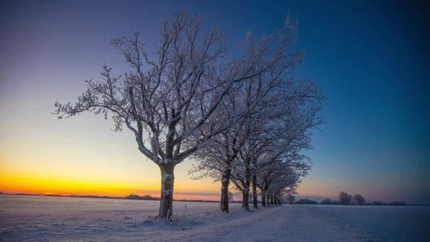 Pequeña Arboleda Paisaje Cubierto Nieve Temporada Invierno Timelapse Cambio Color — Vídeos de Stock