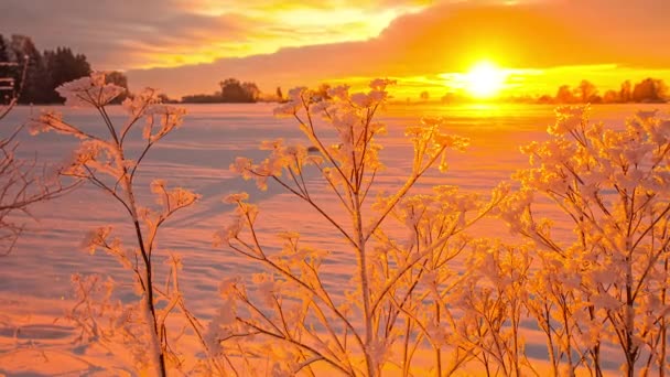 Delicadas Ramas Congeladas Campo Cubierto Nieve Calentadas Por Luz Del — Vídeos de Stock