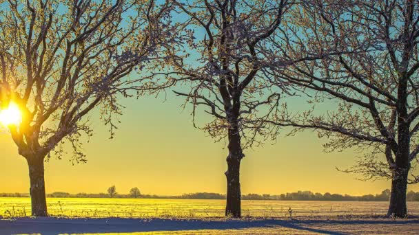 Sundowning Fundo Atrás Árvores Congeladas Iluminando Chão Coberto Neve Timelapse — Vídeo de Stock