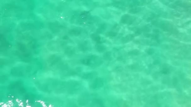 見事な青い熱帯の水を通して泳ぐサメの空中ビュー — ストック動画