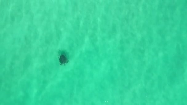 Tartaruga Marinha Nadando Através Água Azul Intocada — Vídeo de Stock