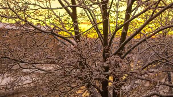 Tid Förflutit Skott Snöiga Träd Och Trafik Med Bilkörning Väg — Stockvideo