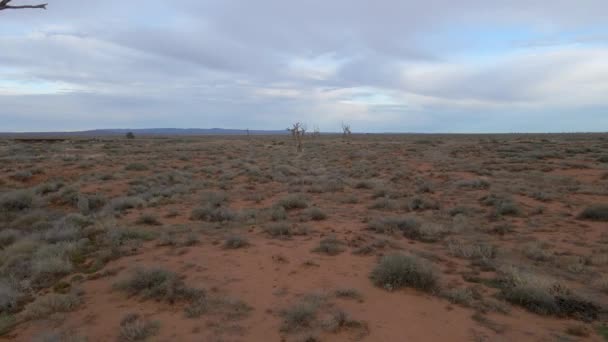 Terbang Mundur Melalui Pohon Pohon Telanjang Mati Australia Outback Scene — Stok Video