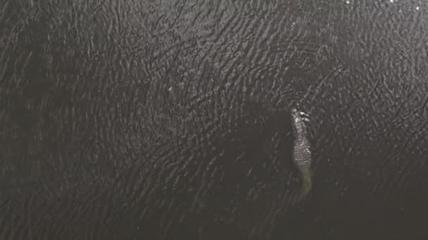 Flaエバーグレーズの茶色の水のワニの上空からの眺め — ストック動画