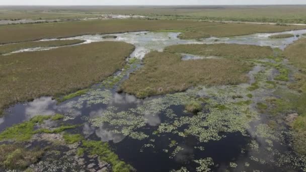 Everglades Aérea Inclinación Hacia Abajo Agua Negra Desde Carretera Bajo — Vídeos de Stock
