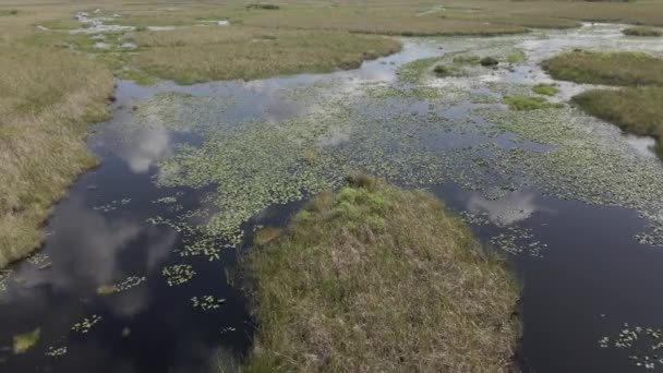 Taninos Vegetales Oscurecen Agua Del Pantano Los Everglades Florida Aérea — Vídeos de Stock