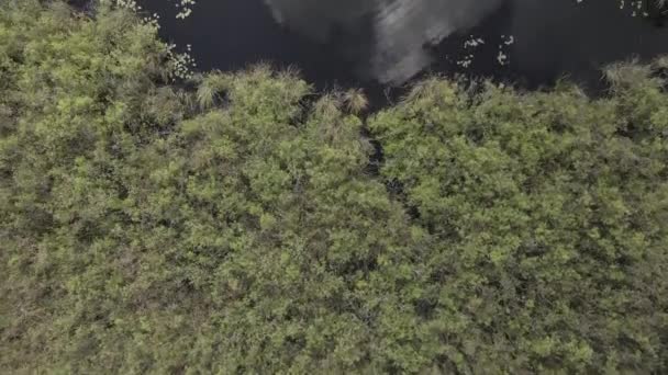 Вертикальная Воздушная Поверхность Облаков Отраженная Болот Черной Водой Флориде — стоковое видео