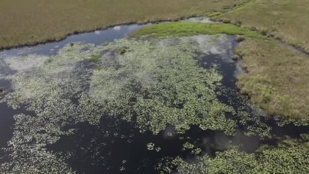 Aerial Ποικιλία Πράσινης Βλάστησης Που Αναπτύσσεται Μαύρο Βάλτο Νερού — Αρχείο Βίντεο