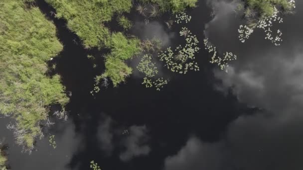 Verticale Luchtvliegen Moerasgras Reflecterend Zwart Water — Stockvideo