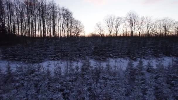 Drone Flyover Mrożony Krajobraz Środku Lasu Zimowego Śnieżnymi Wierzchołkami Drzew — Wideo stockowe